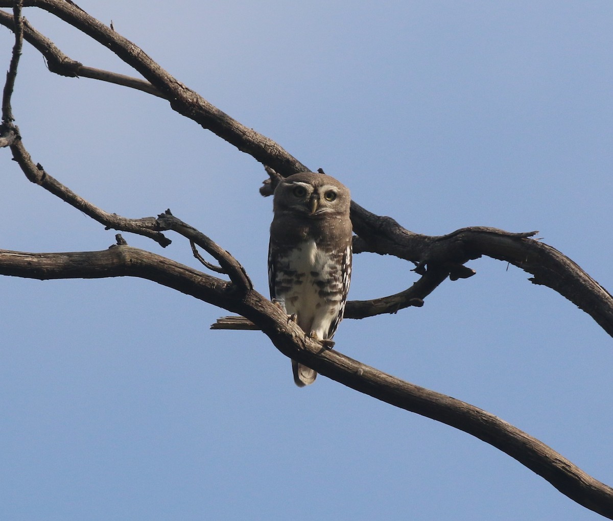 Forest Owlet - ML645039266