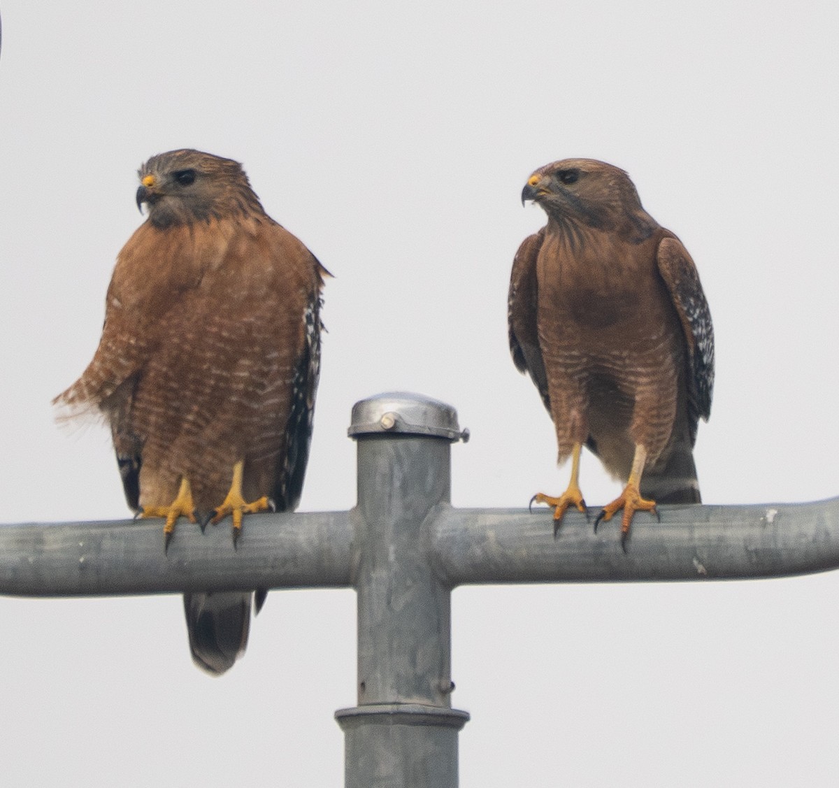 Red-shouldered Hawk - ML645039267