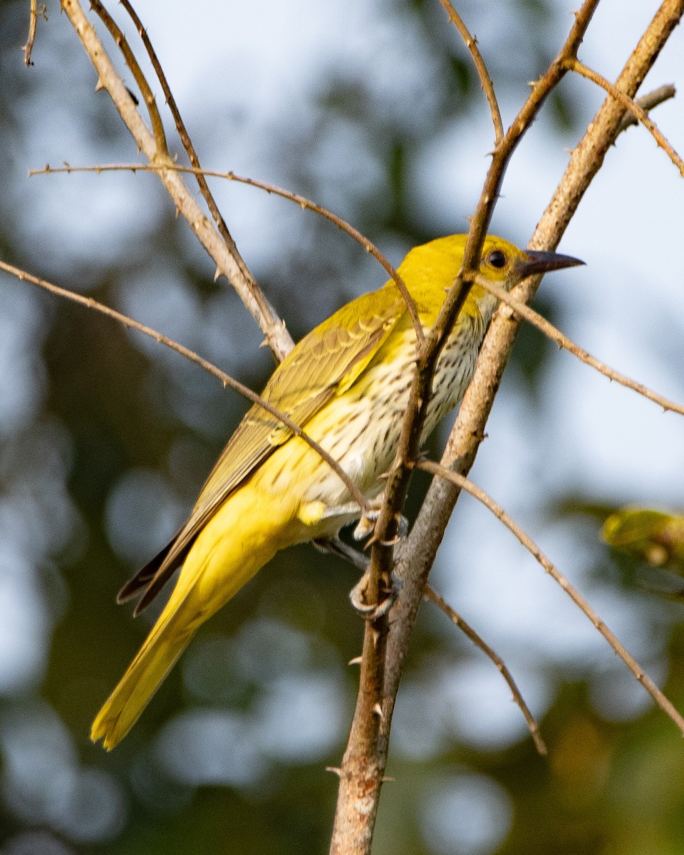 Indian Golden Oriole - ML645039269