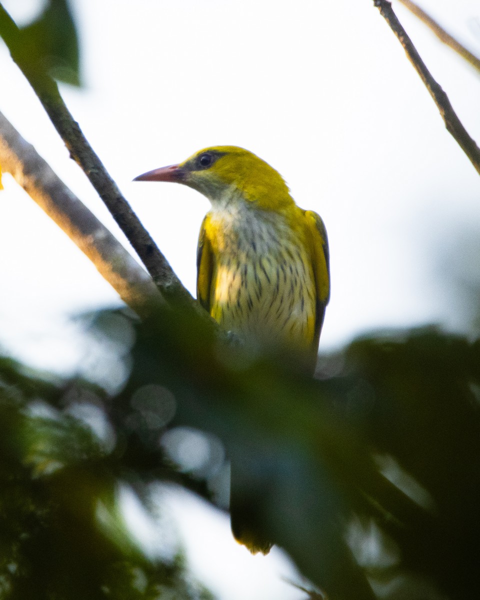 Indian Golden Oriole - ML645039270
