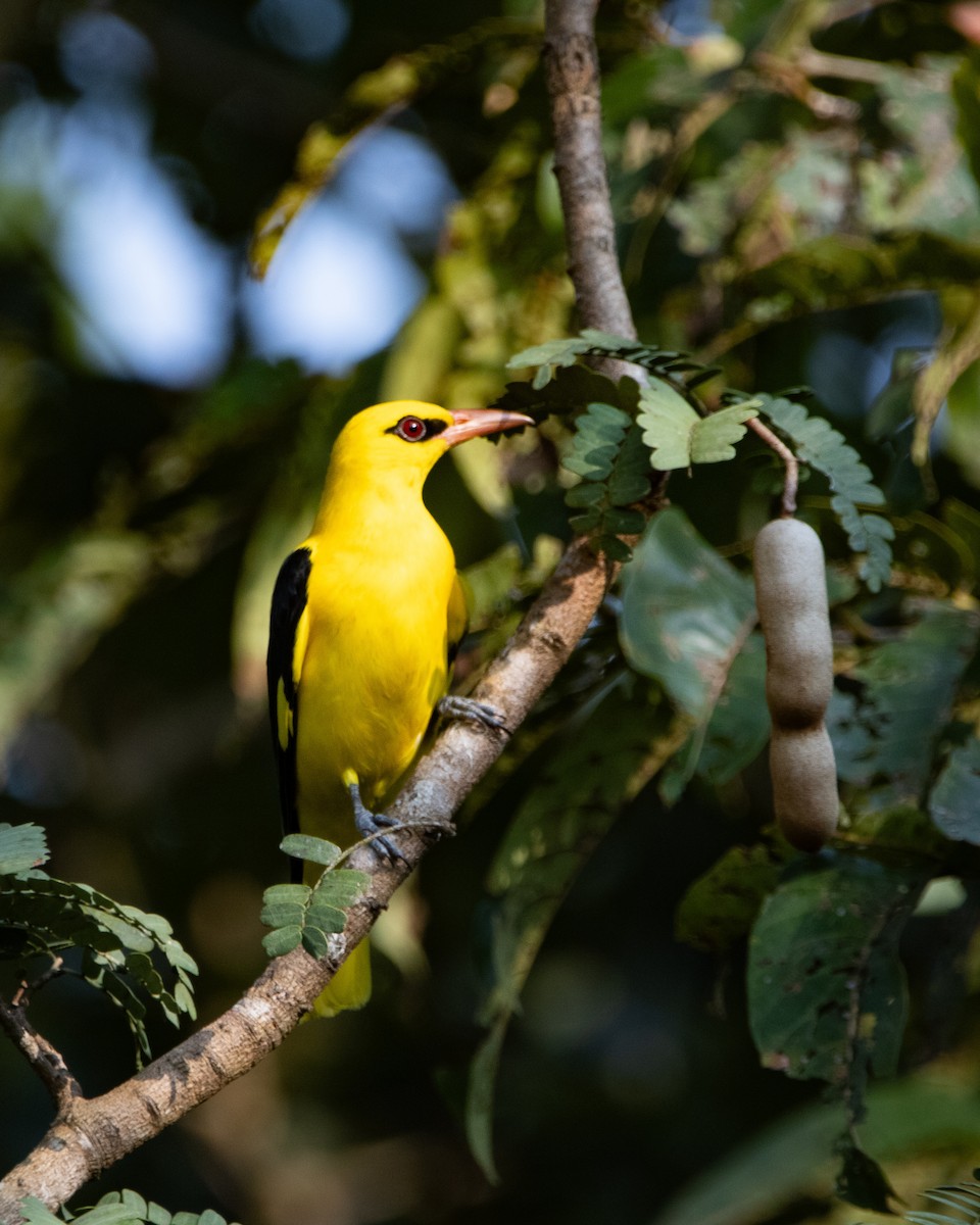 Indian Golden Oriole - ML645039271