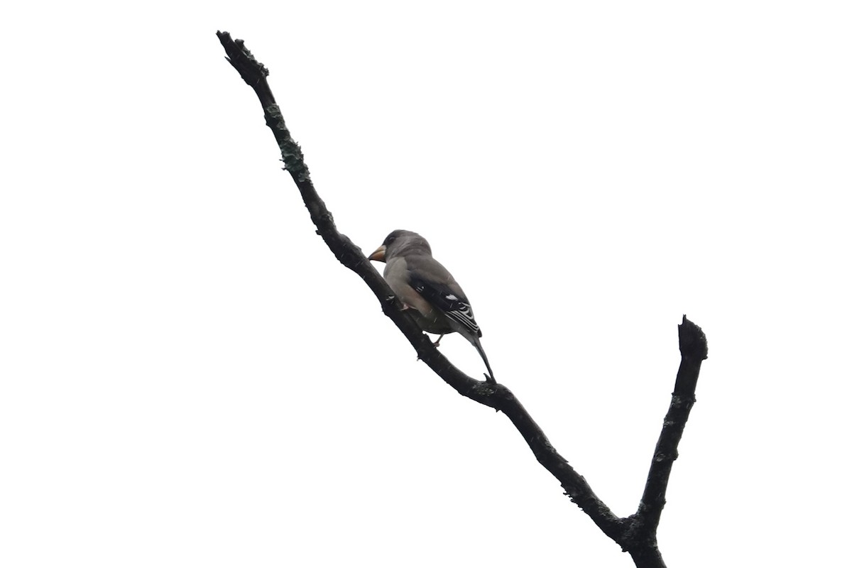 Eurasian Coot - ML645039272