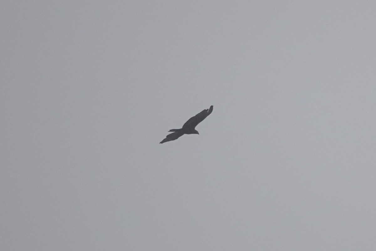 Eurasian Coot - ML645039274