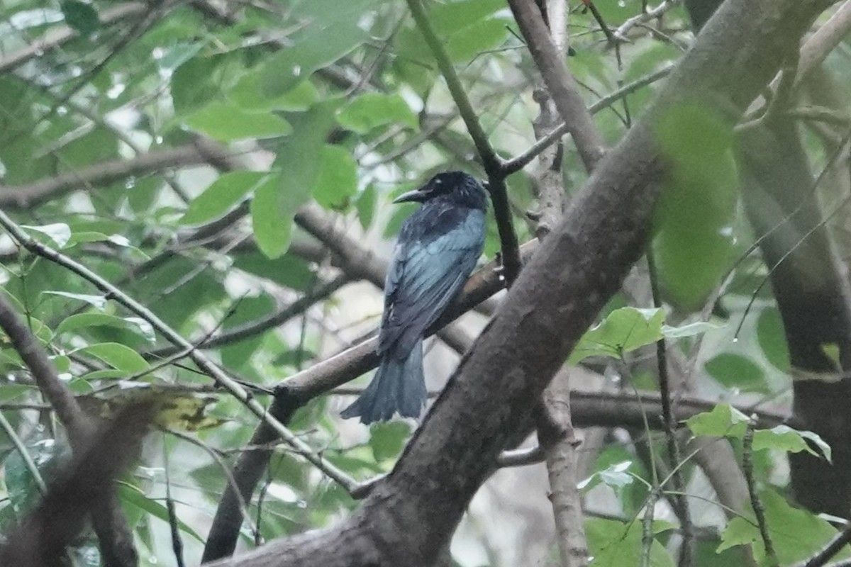 Eurasian Coot - ML645039276