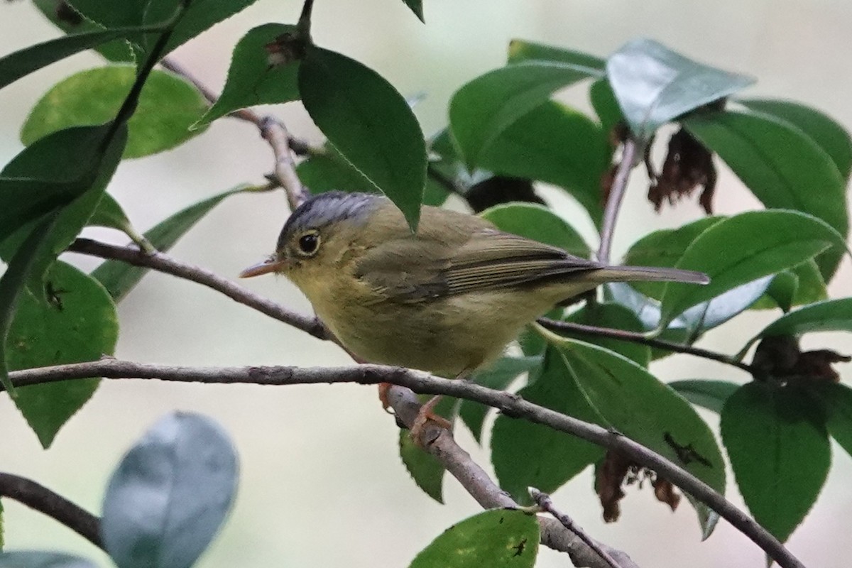 Eurasian Coot - ML645039277