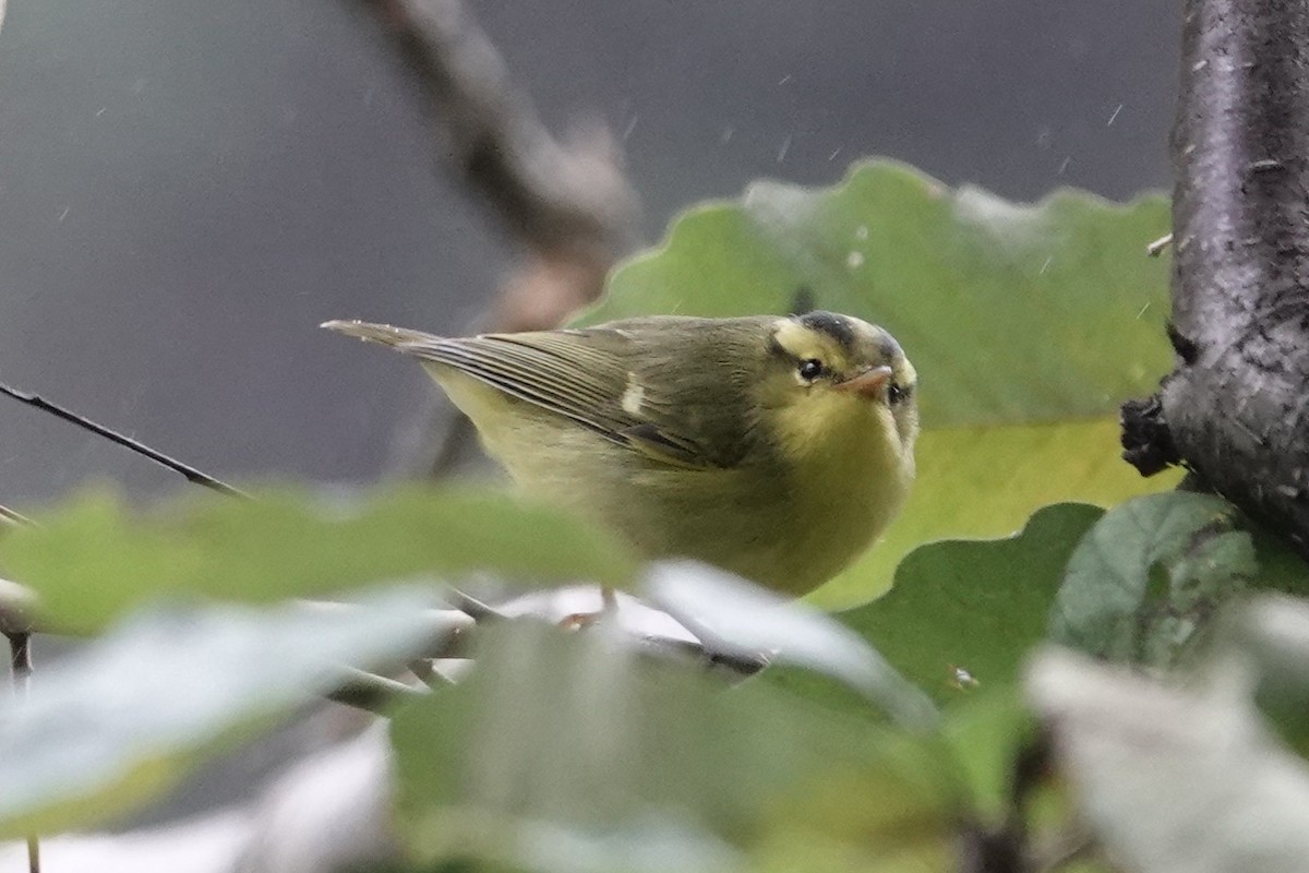 Eurasian Coot - ML645039278