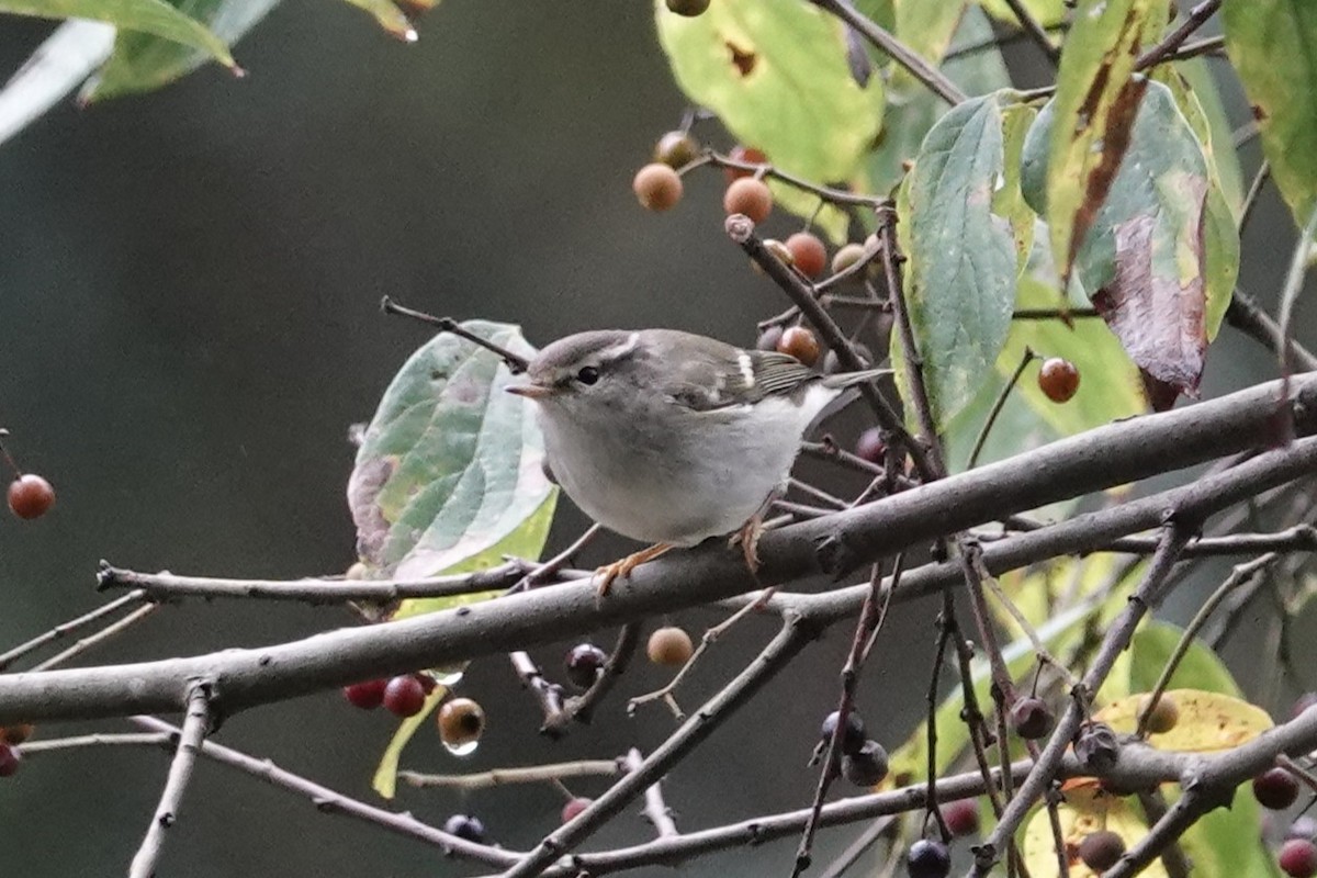 Eurasian Coot - ML645039279