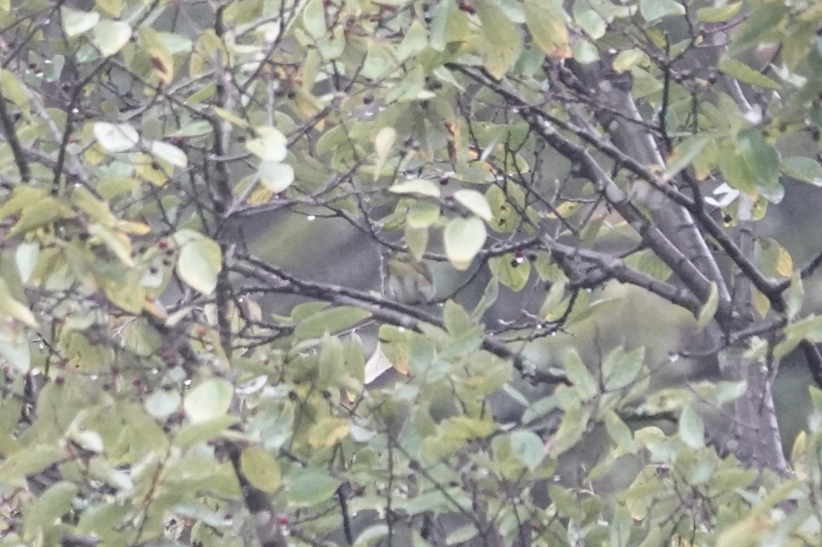 Eurasian Coot - ML645039281