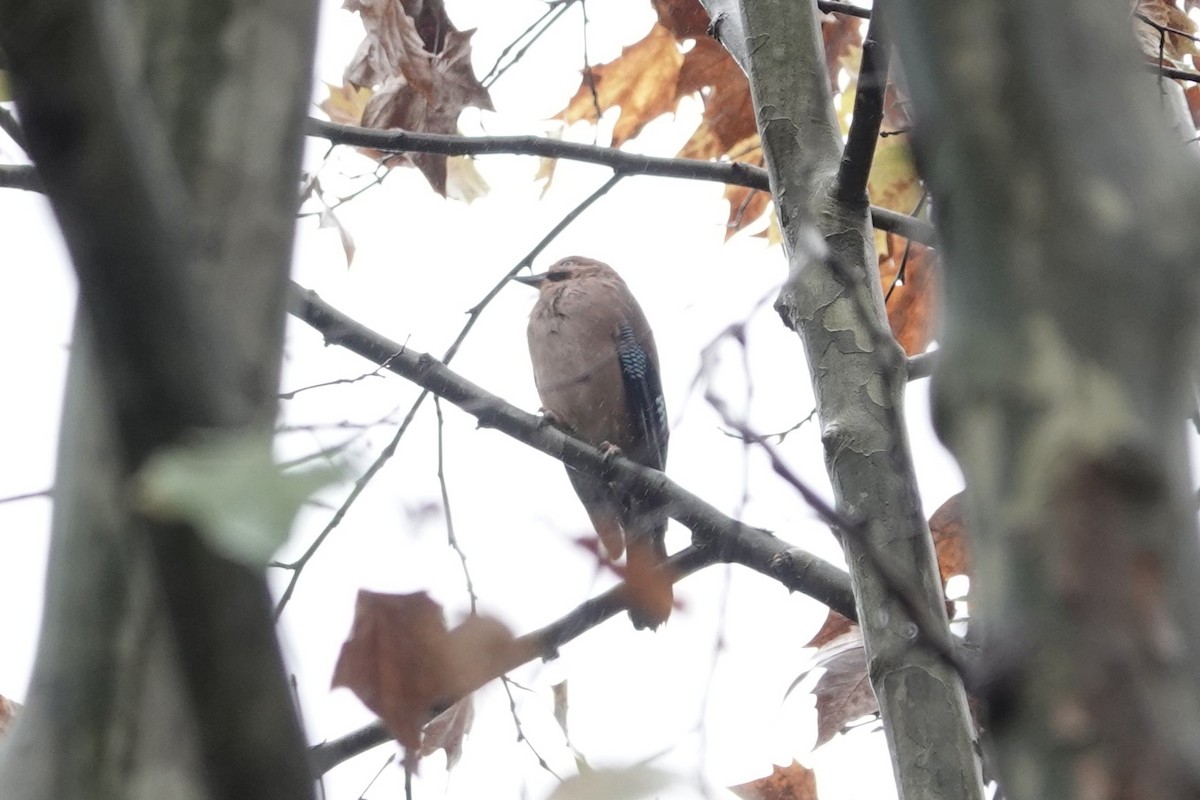 Eurasian Coot - ML645039282