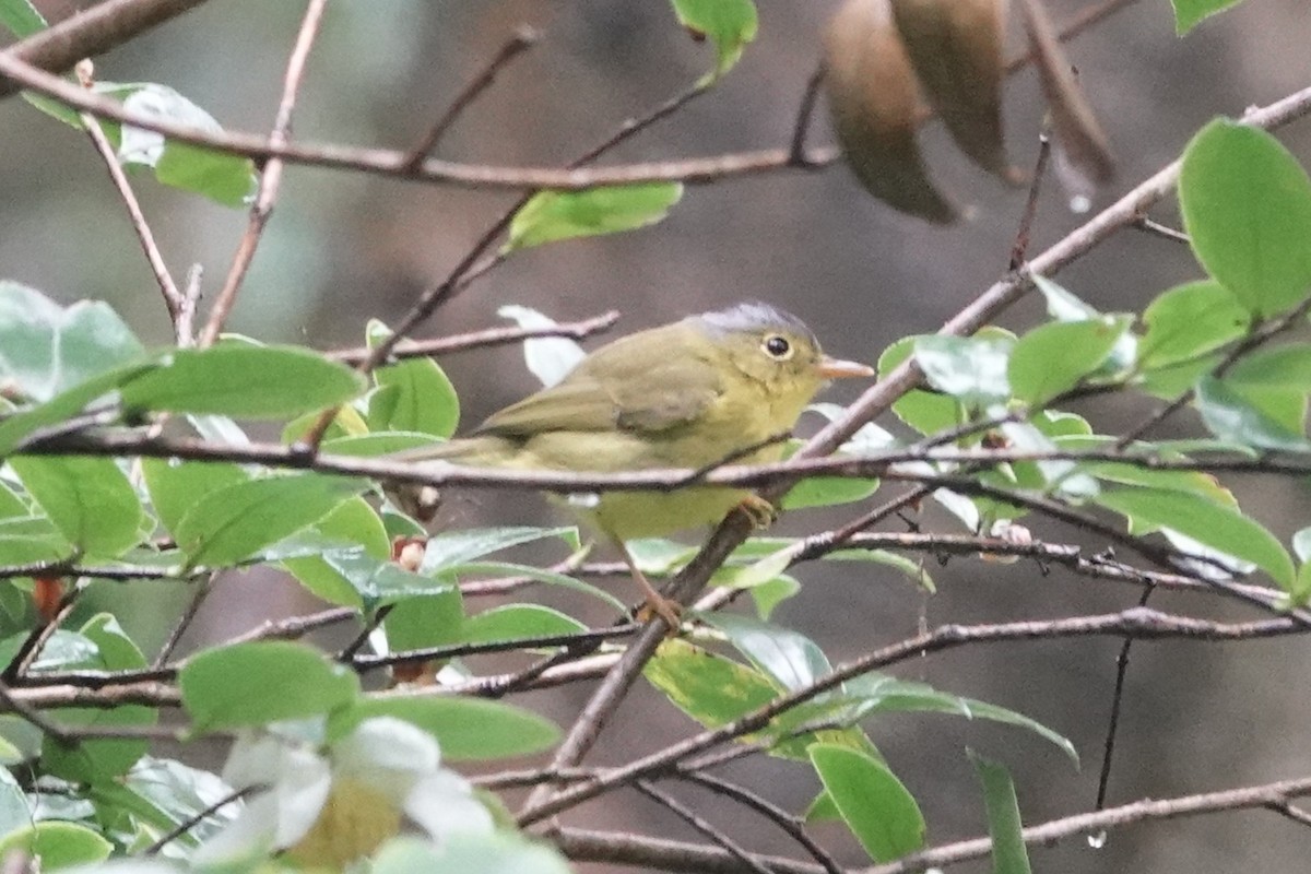 Eurasian Coot - ML645039286