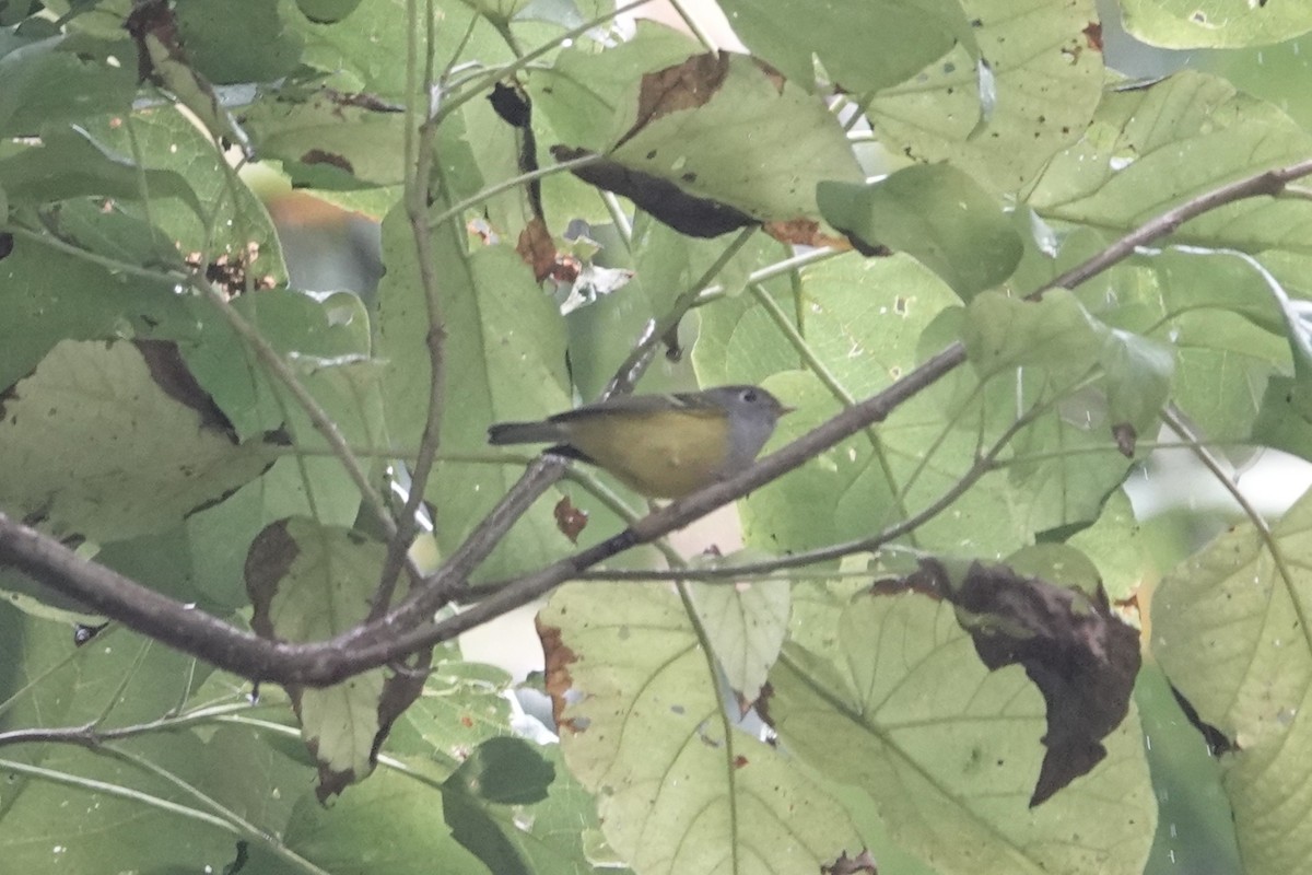 Chestnut-crowned Warbler - ML645039287