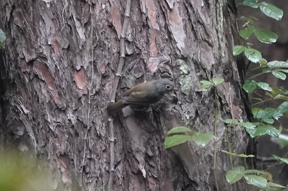 David's Fulvetta - ML645039288