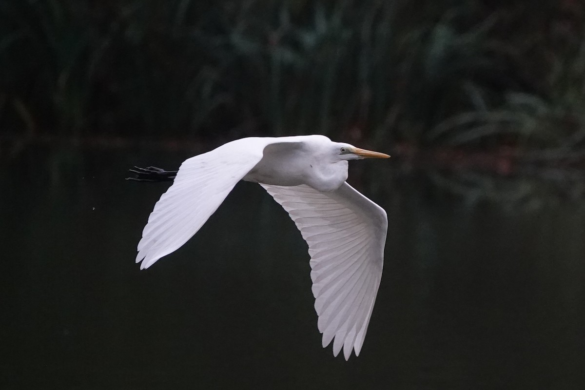 Eurasian Coot - ML645039289