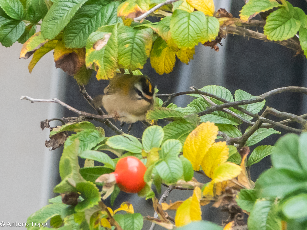 Common Firecrest - ML645039292