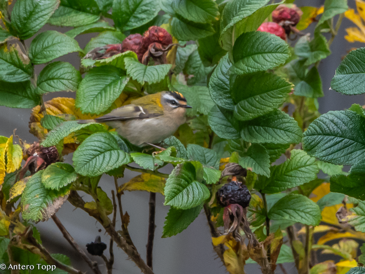 Common Firecrest - ML645039293