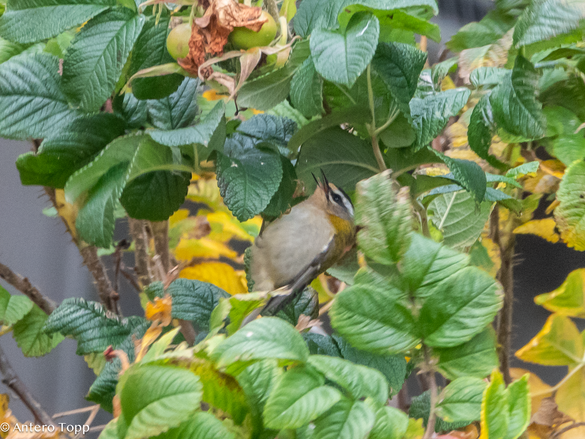 Common Firecrest - ML645039294