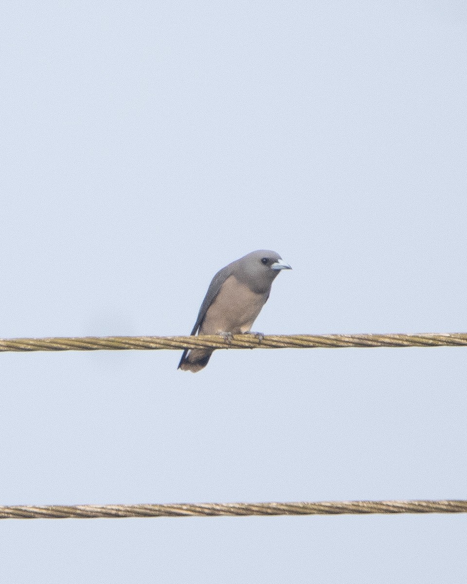 Ashy Woodswallow - ML645039296