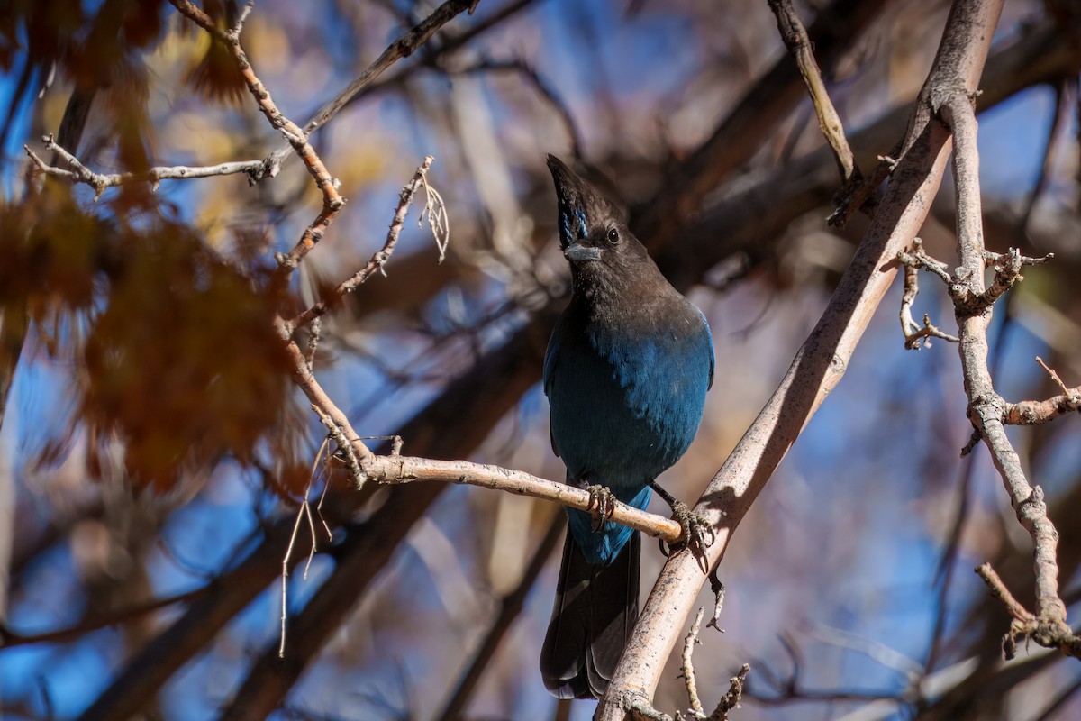 Steller Kargası - ML645039301