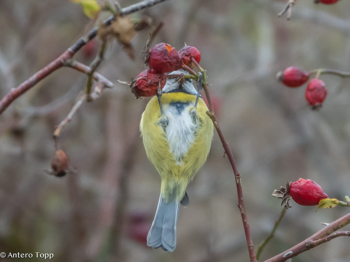 Eurasian Blue Tit - ML645039309