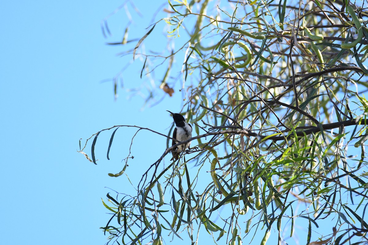 Black Honeyeater - ML645039334