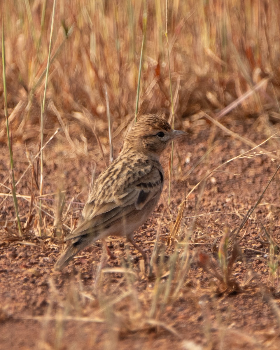Alouette de Sykes - ML645039337