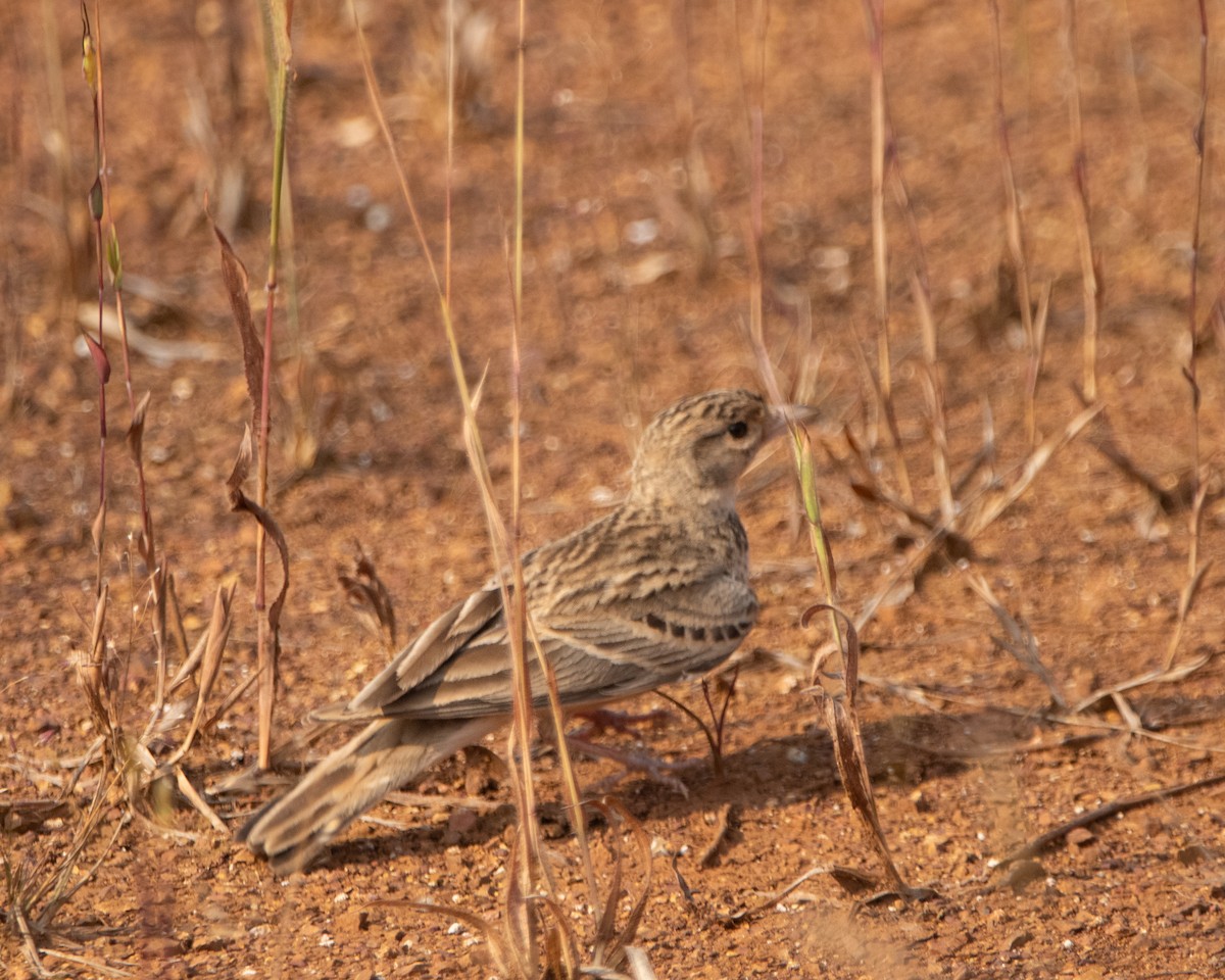 Alouette de Sykes - ML645039338