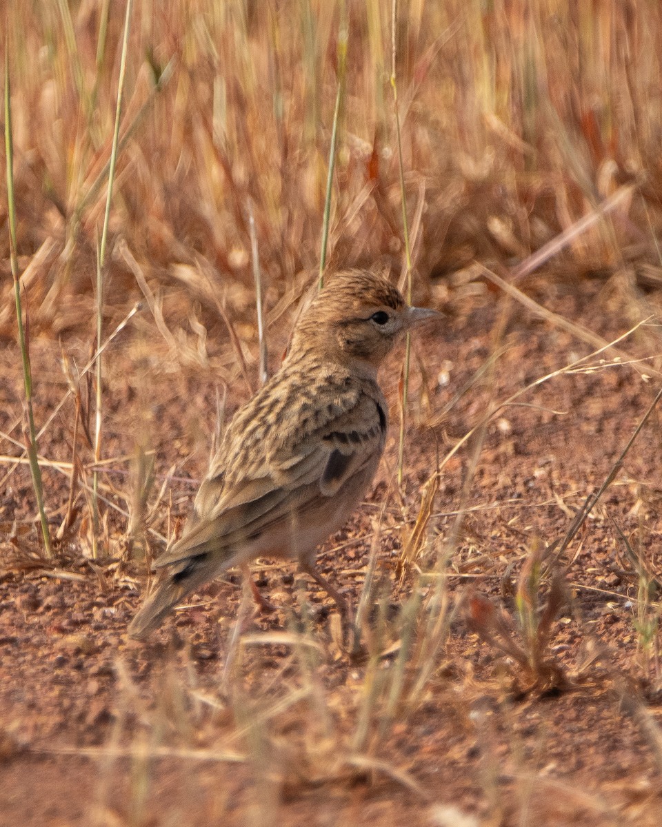 Alouette de Sykes - ML645039339