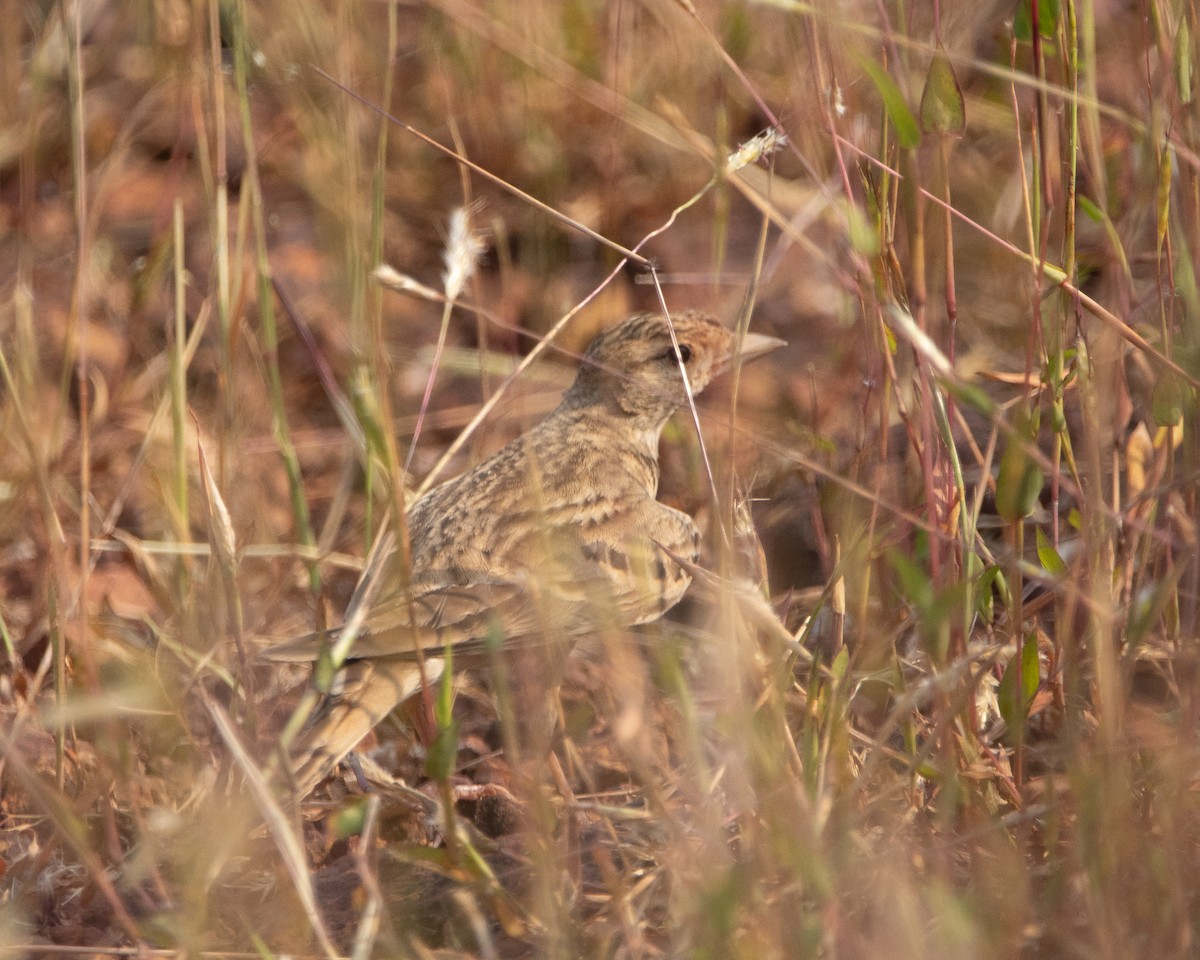 Alouette de Sykes - ML645039340