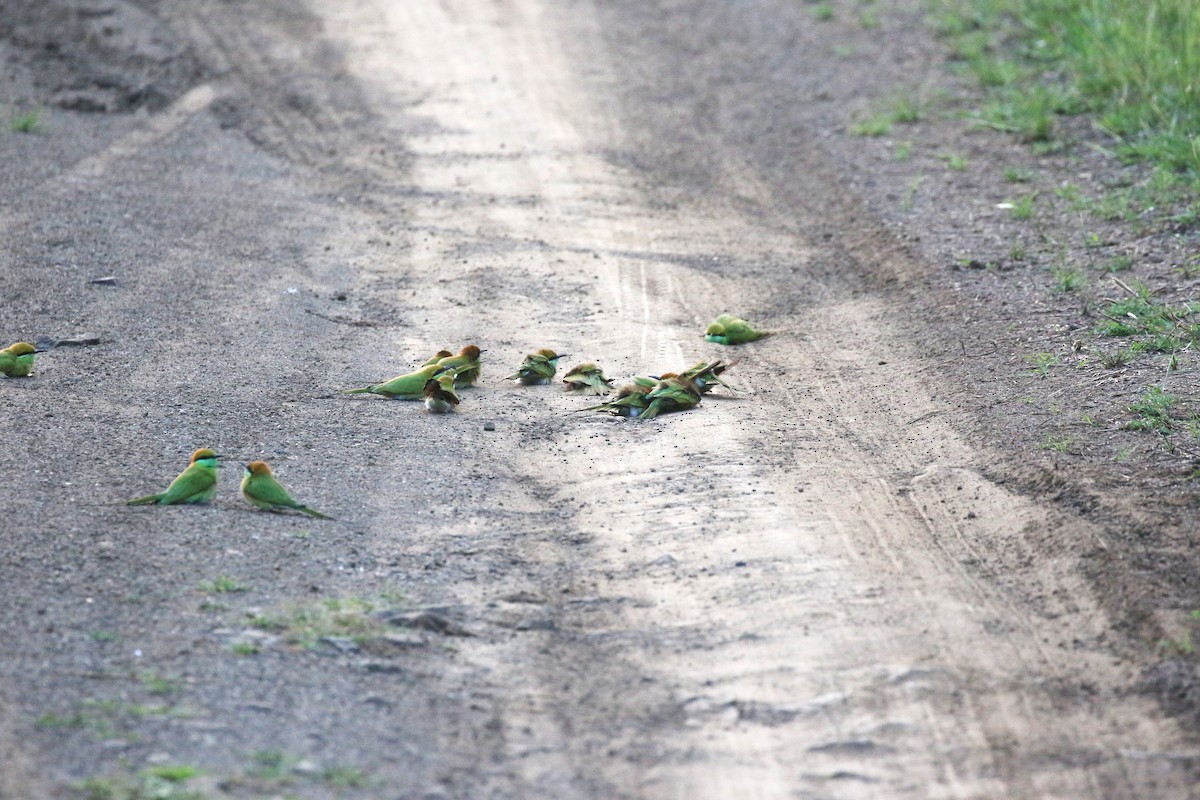 Asian Green Bee-eater - ML645039345