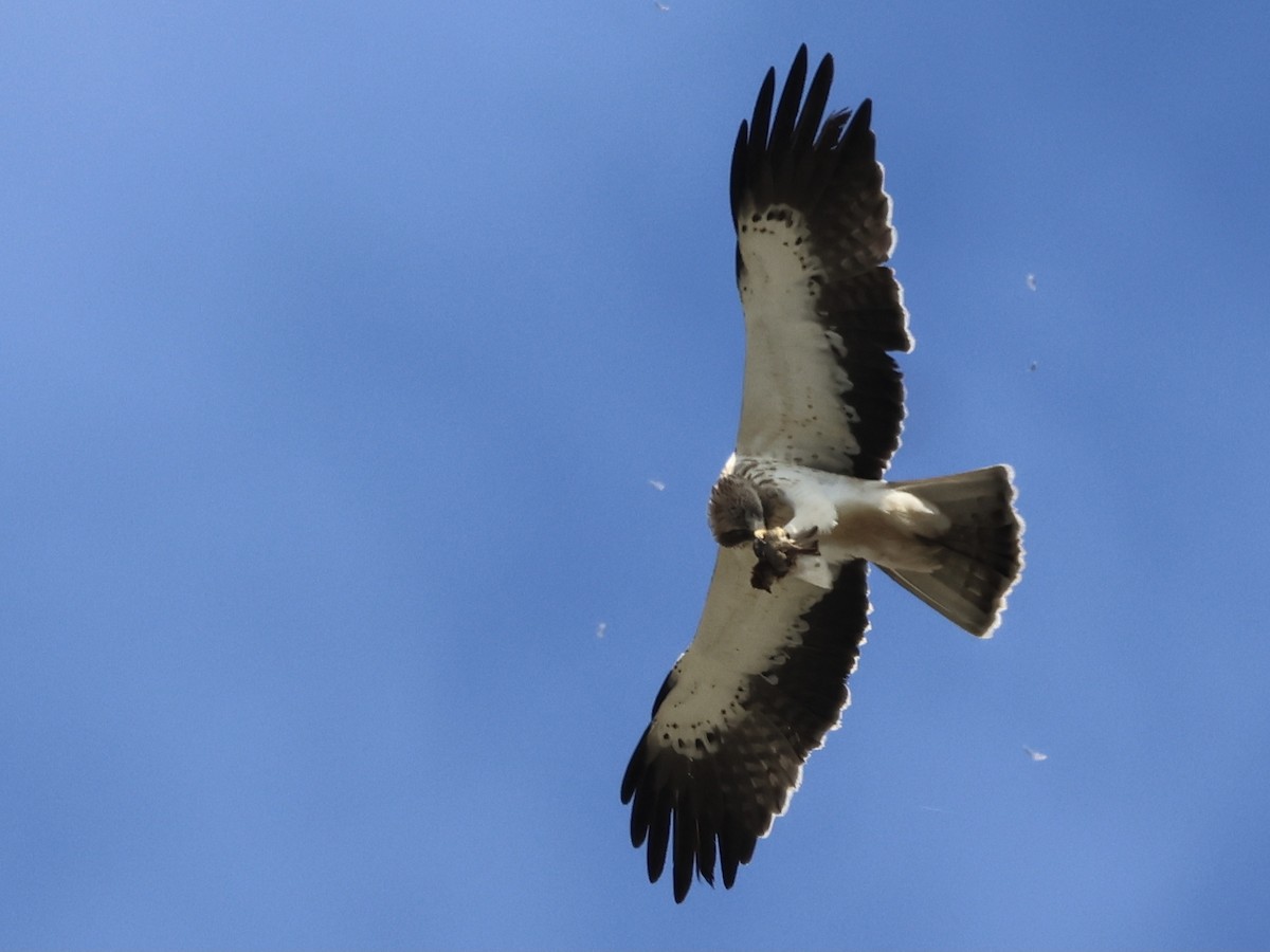 Booted Eagle - ML645039347
