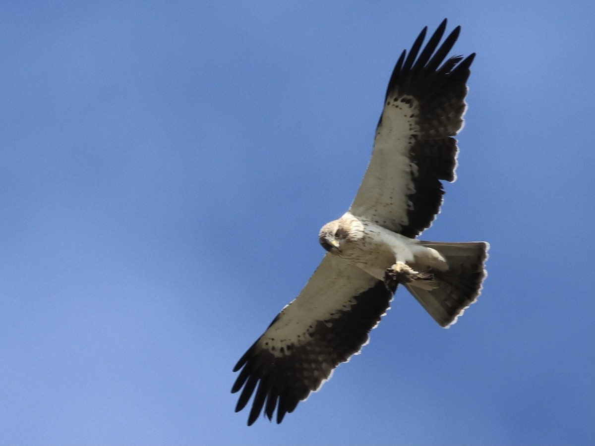 Booted Eagle - ML645039348
