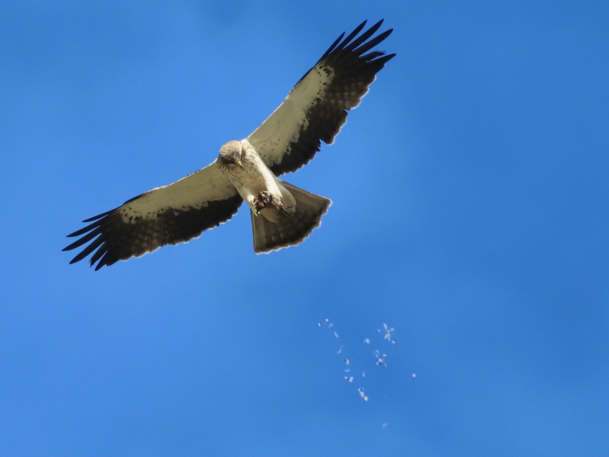 Booted Eagle - ML645039349