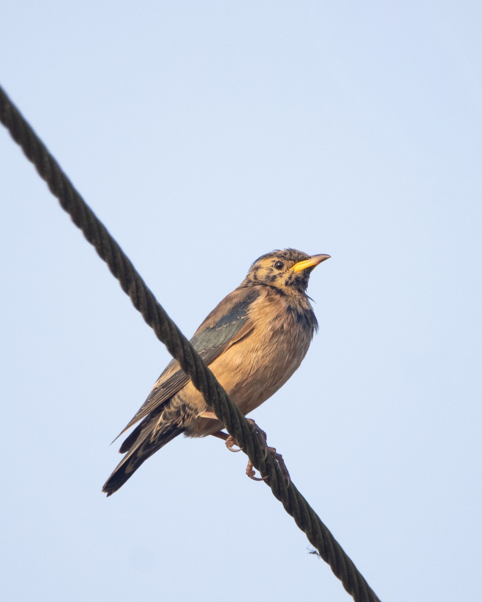 Rosy Starling - ML645039350