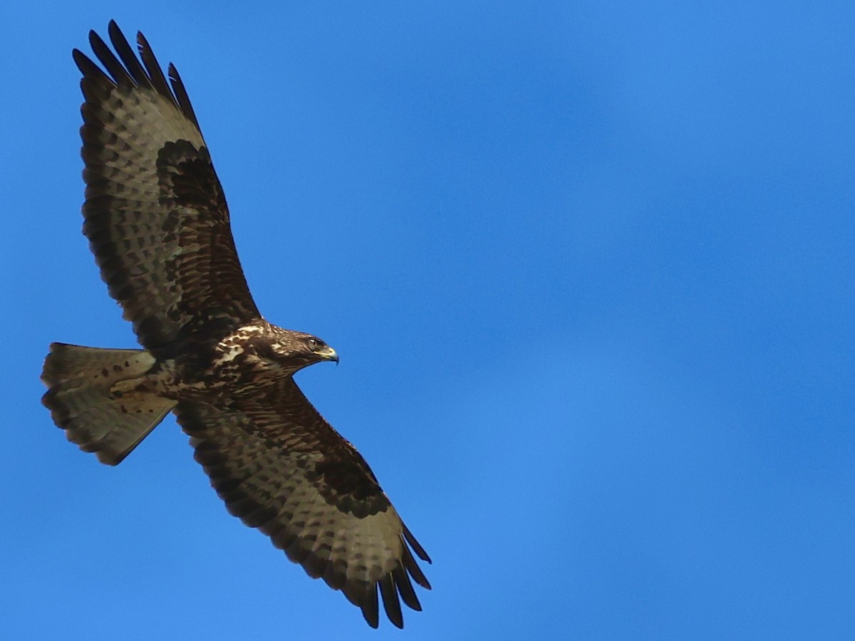 Common Buzzard - ML645039351