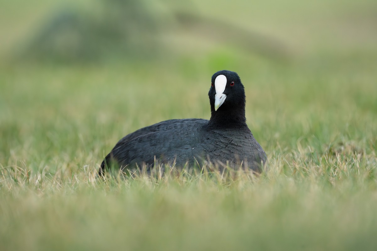 lyska černá - ML645039352