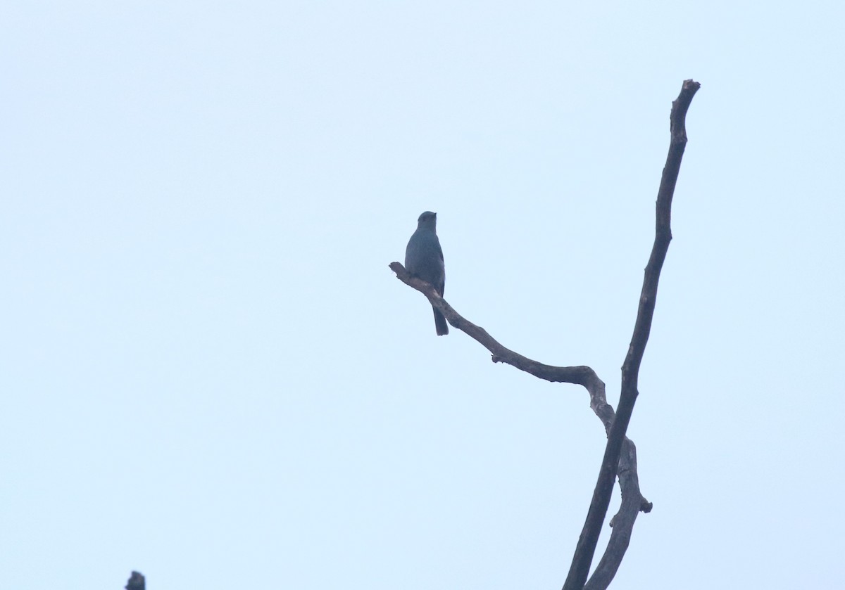 ロクショウヒタキ - ML645039353