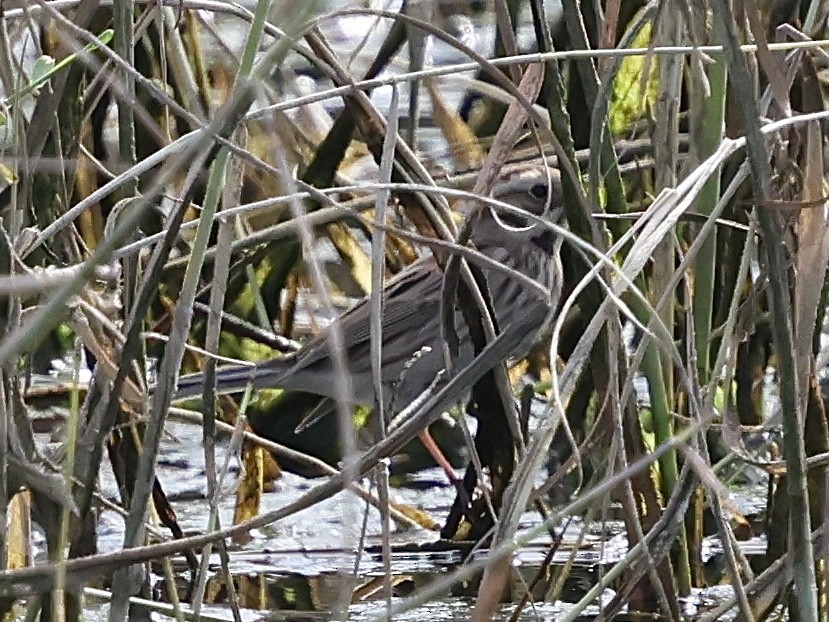 Reed Bunting - ML645039355