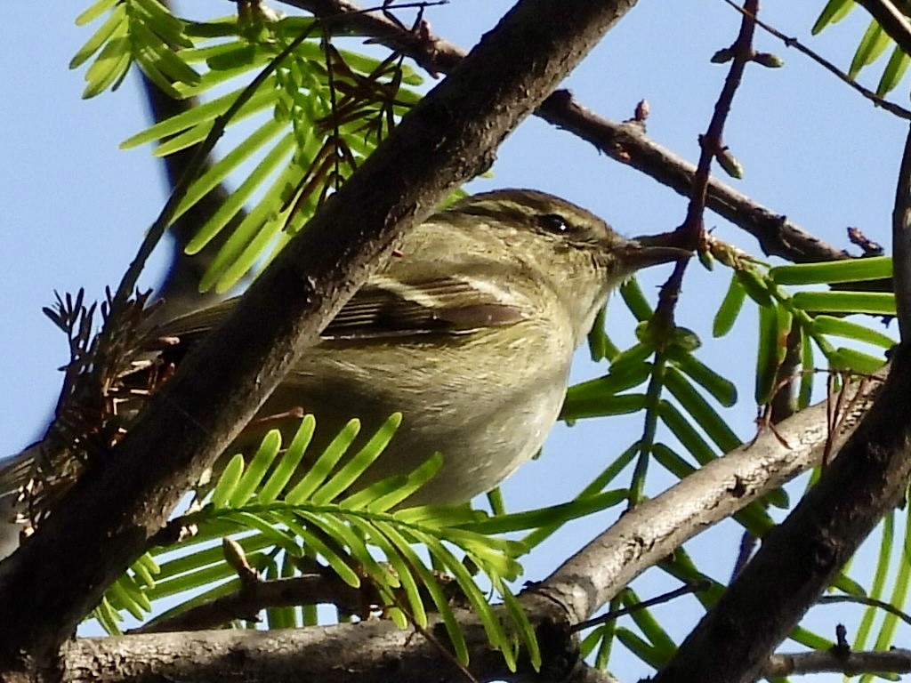 Yellow-browed Warbler - ML645039360