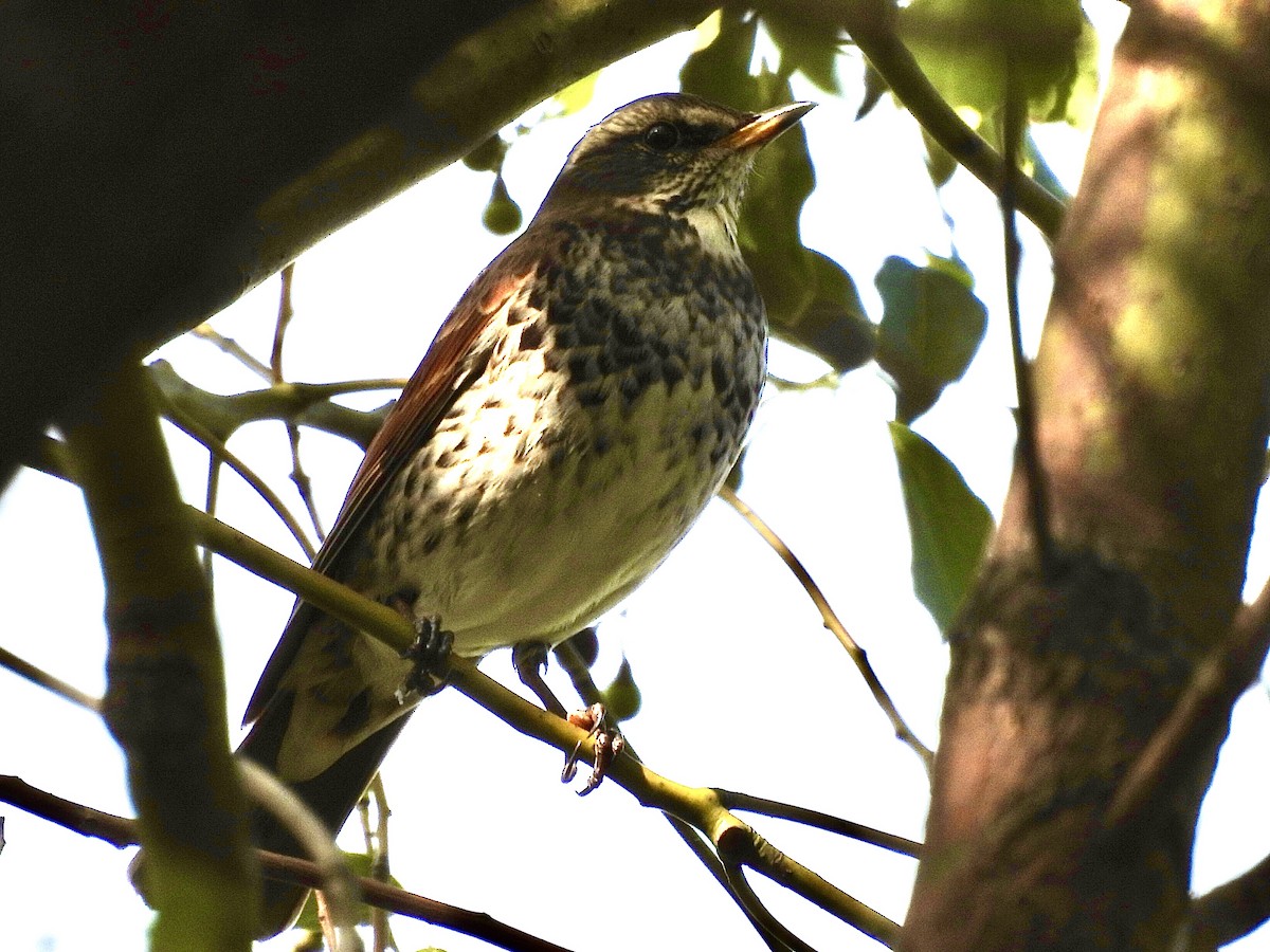 Dusky Thrush - ML645039365