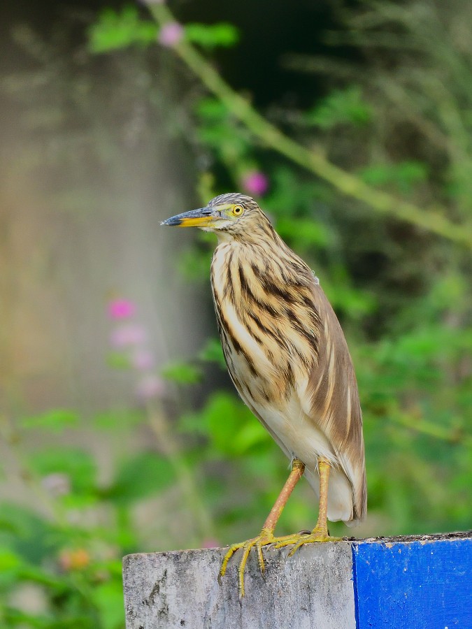 Indian Pond-Heron - ML645039385
