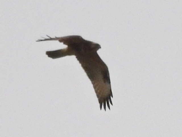 Black Kite - ML645039387