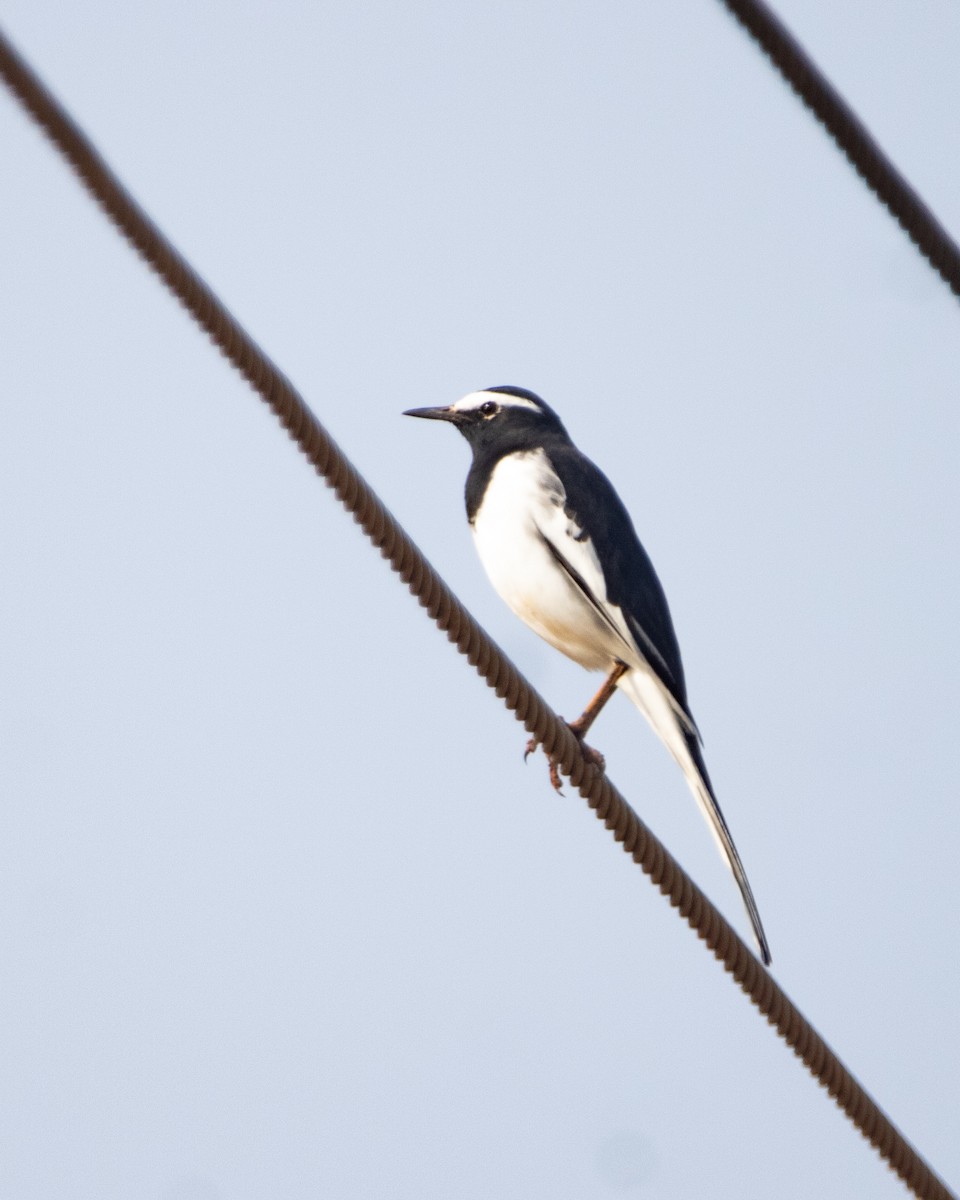 Bergeronnette indienne - ML645039401