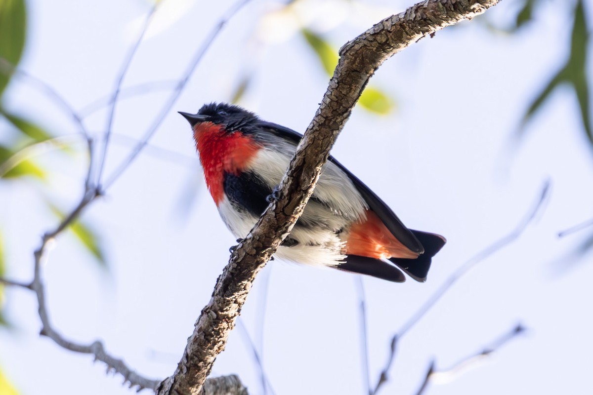 Picaflores Golondrina - ML645039405