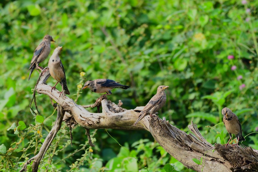 Rosy Starling - ML645039406