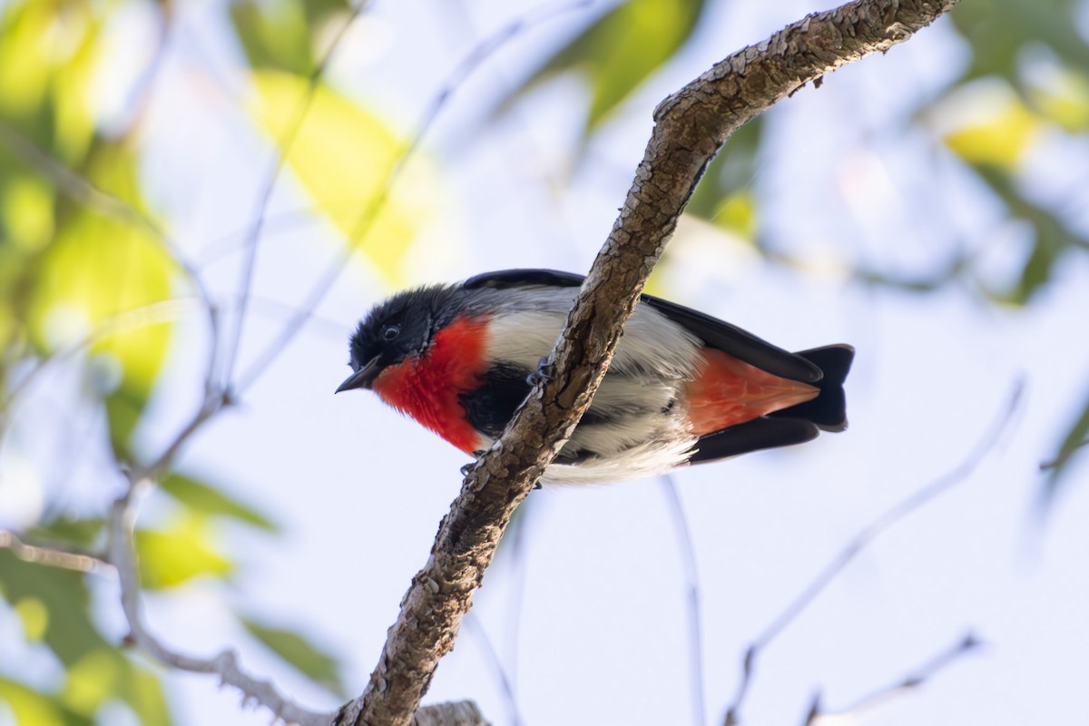 Picaflores Golondrina - ML645039407