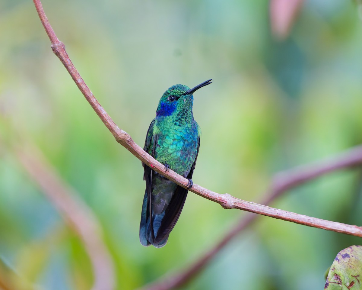 Lesser Violetear - ML645039409