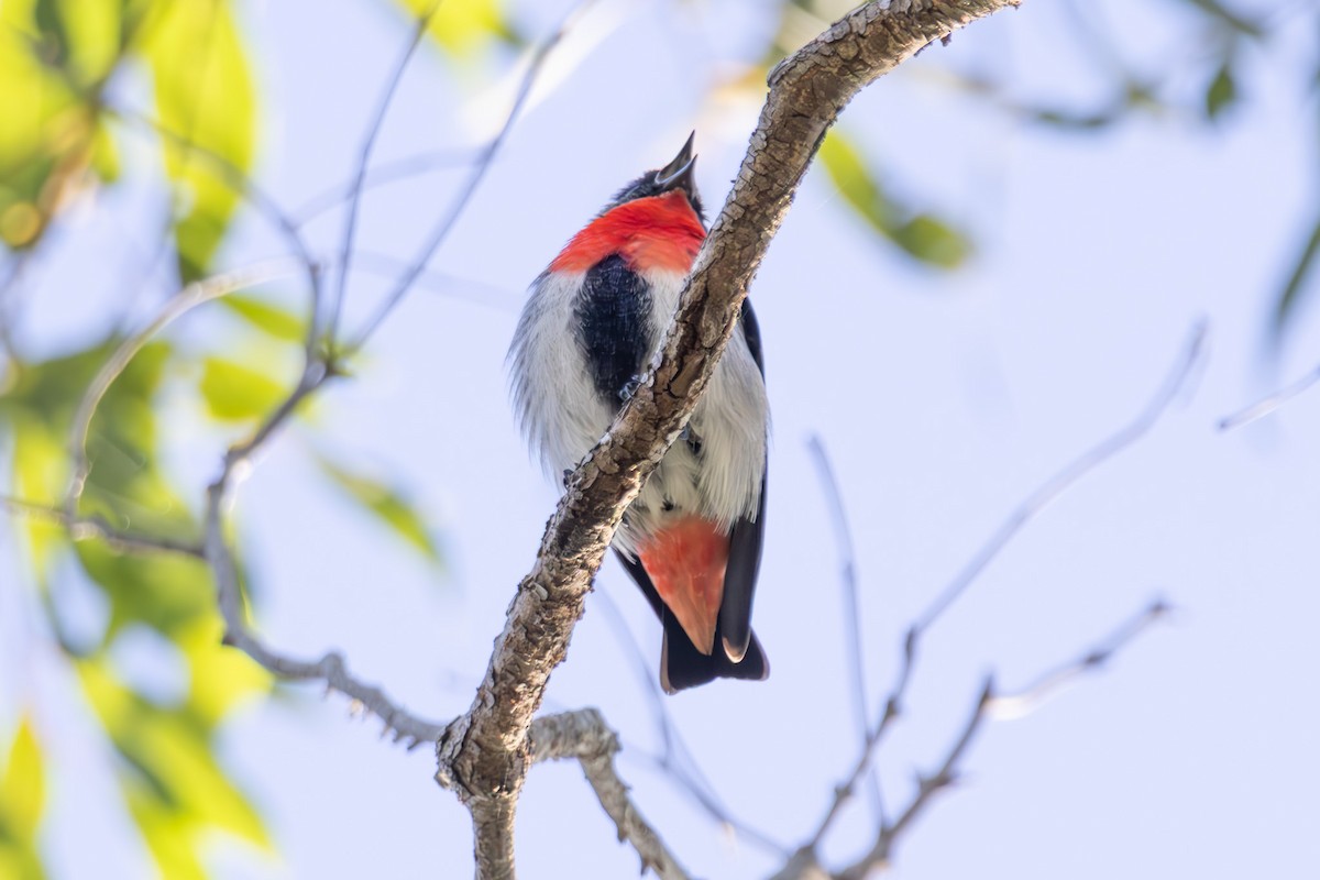 Picaflores Golondrina - ML645039410