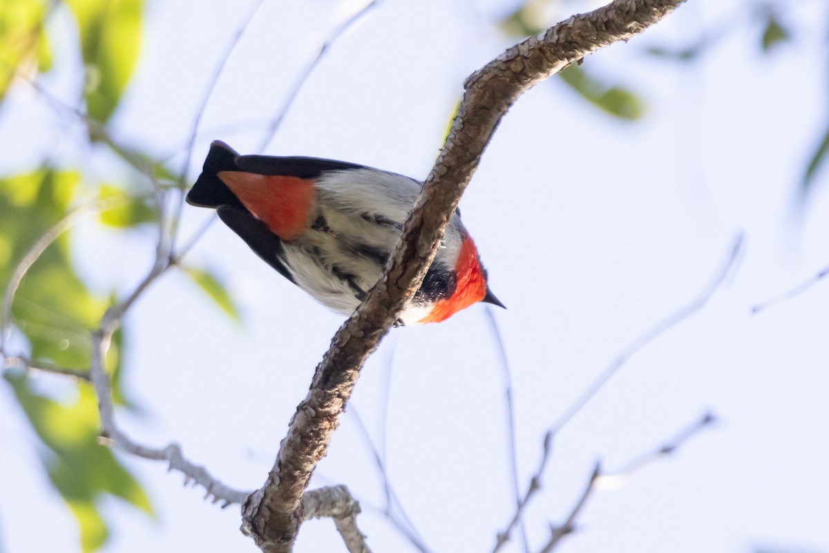 Picaflores Golondrina - ML645039411