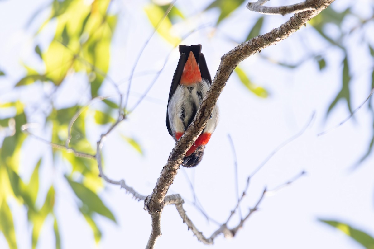 Picaflores Golondrina - ML645039412