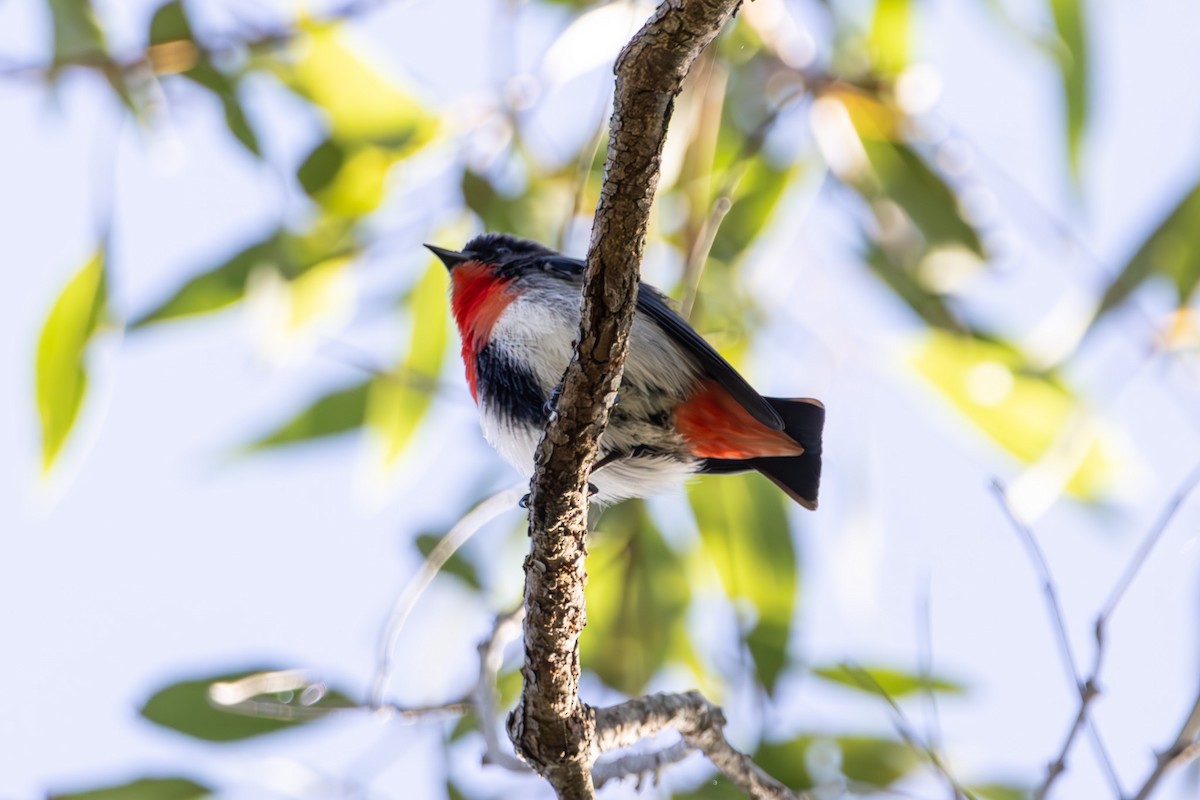 Picaflores Golondrina - ML645039416